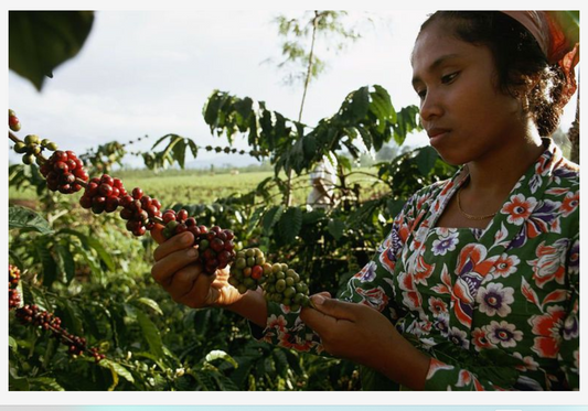High Grade Ethiopian Organic Coffee- Coming Soon